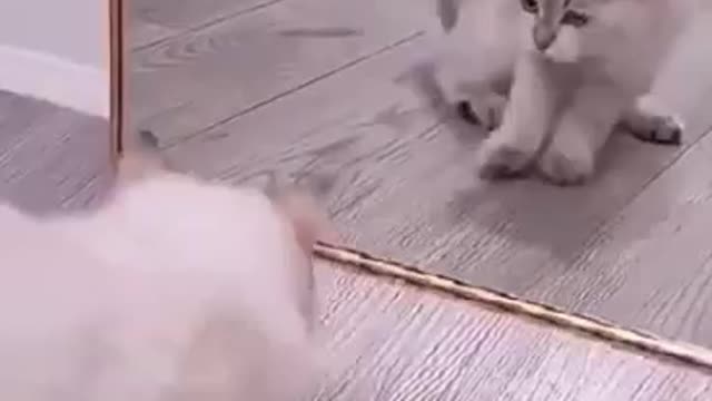 OMG Cute Cat fighting himself