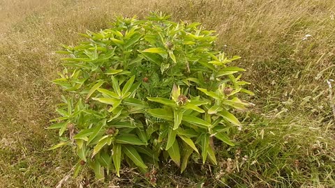 VIEWS FROM THE PLATEAU-52