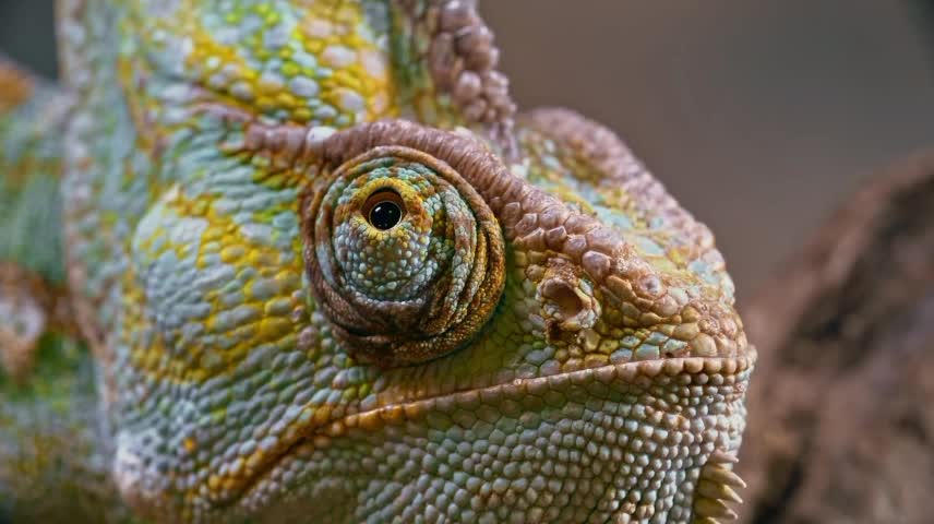 how chameleons manage to do that.