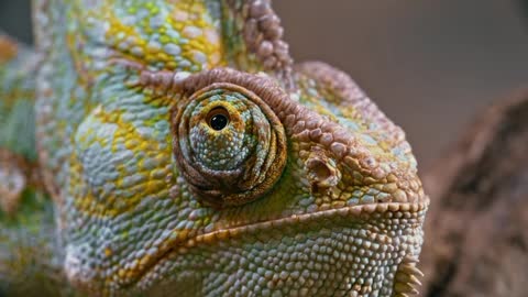 how chameleons manage to do that.