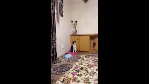 Hilarious Animal Antics Compilation