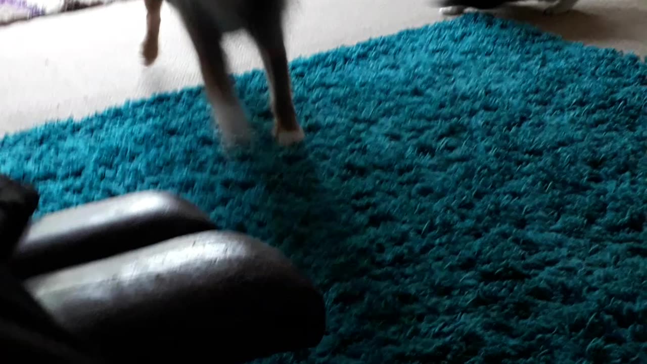 Funny dog 🐕