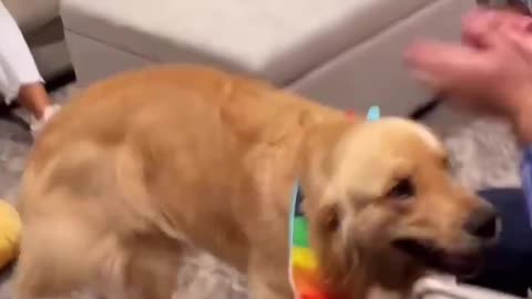 a round of applause to the good boi