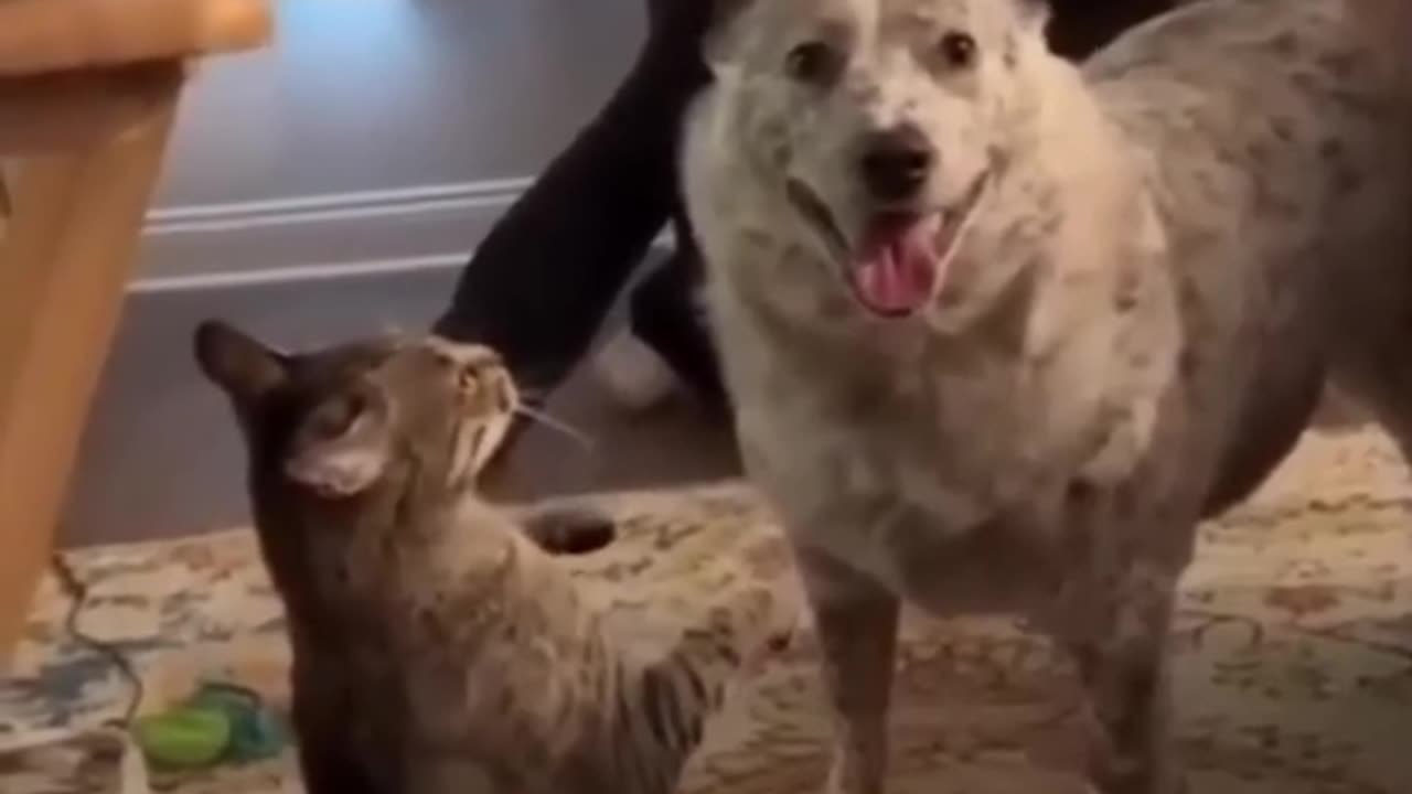 Funny animals. Watch and follow for more...