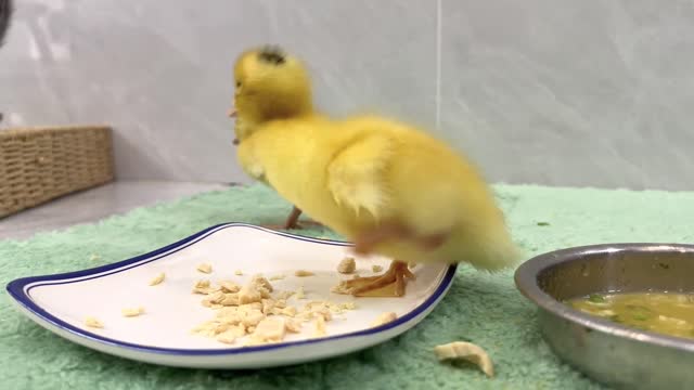 The duckling wants to eat the kitten's dinner, chicken