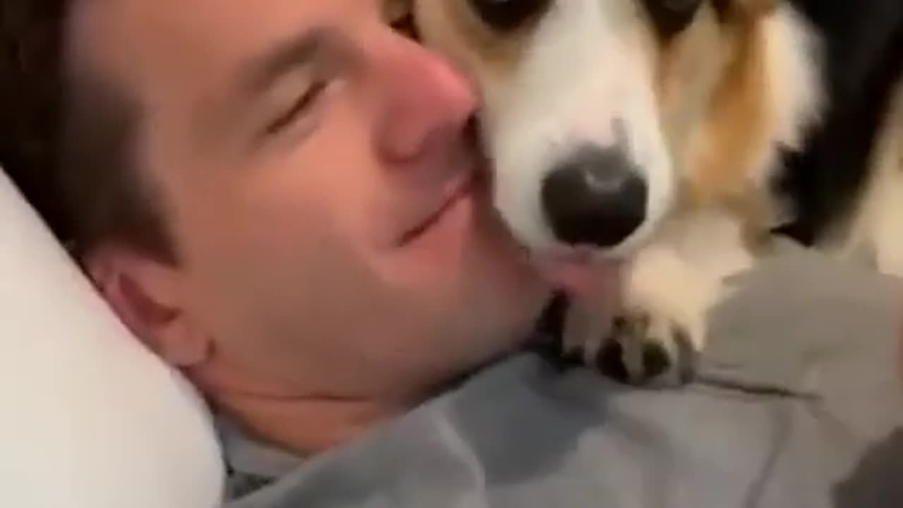 Funny cats and dogs video