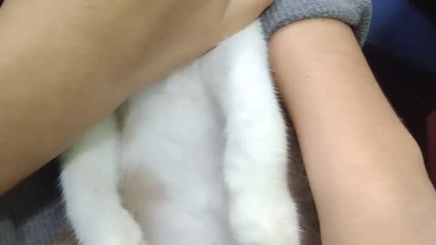 Siam Cat at tuition centre. Kucing Siam comel di Pusat Tuisyen. 🐱🐈🐯🐅🐆