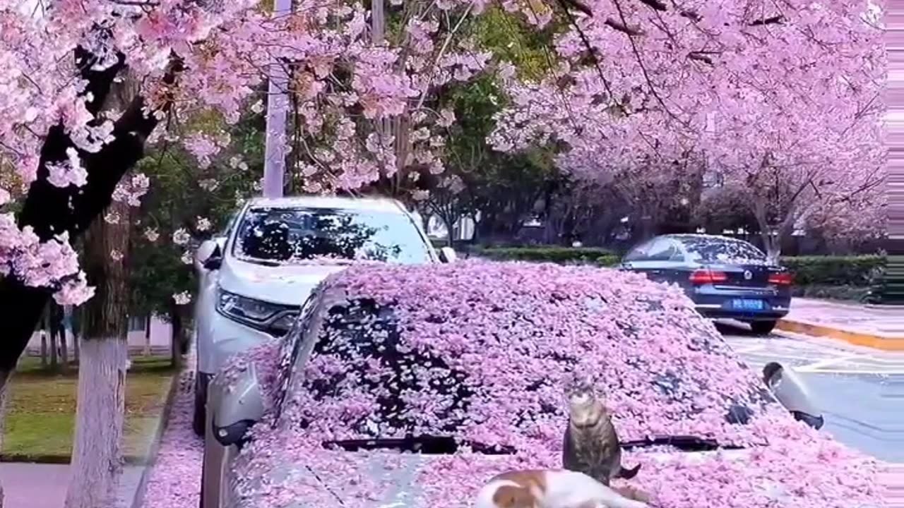 I give you flowers