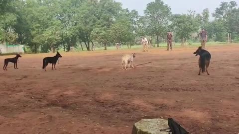 Dog training ,Hand handling, Practice