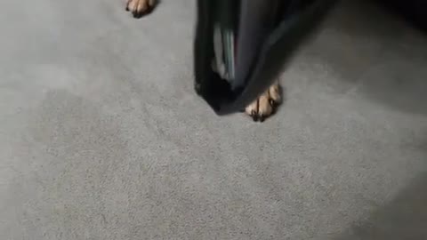 Dog Aggressively Protects Wallet
