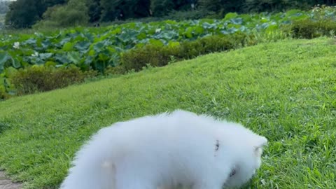 Smell the grass at Lake Park