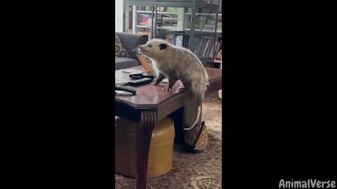 1 Hour Of Cats & Dogs Videos 2023