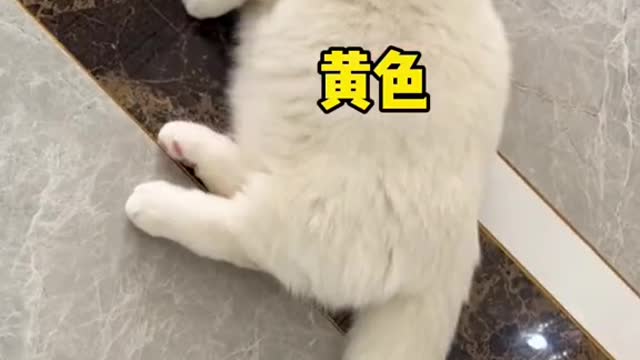 Have you ever seen a kitten asking for a bath?