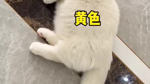 Have you ever seen a kitten asking for a bath?