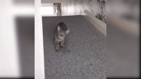 Baby Cats - Funny and Cute Baby Cat Videos Compilation
