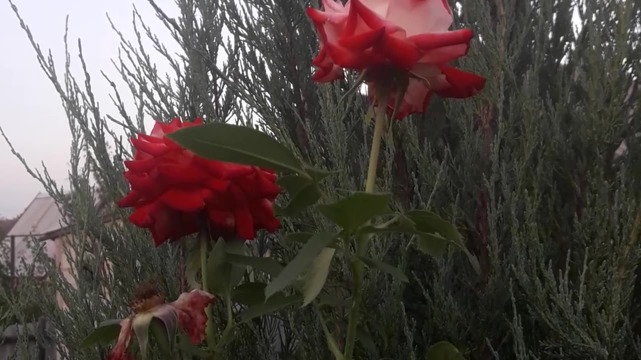 Super tall rose