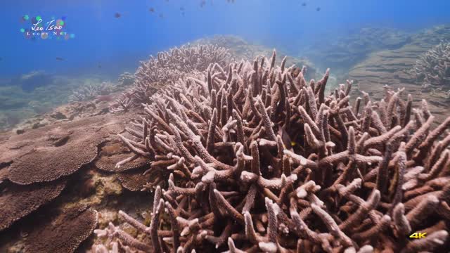 Penghu aerial photography underwater world