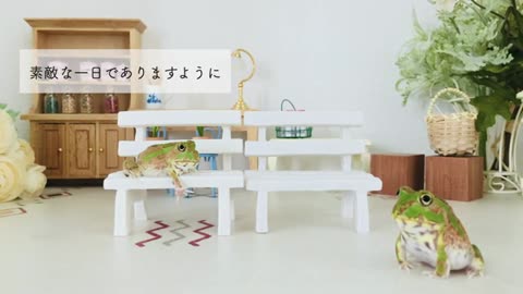 【c130】小さなごはんも見逃さないカエルがこちらです【チャコガエル】