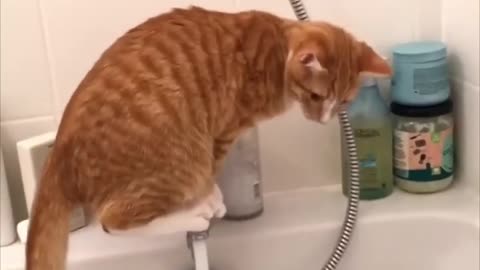 CAT ENJOY WITH GIRL