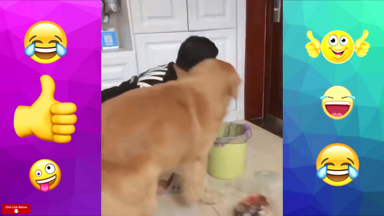 Funny Animals Cute animals Funny Pets