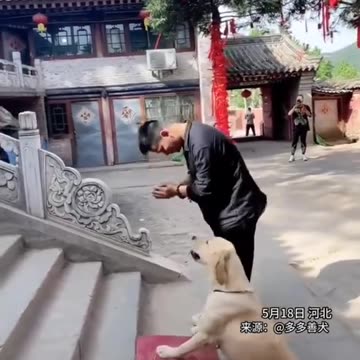 Dog's heàrt ❤️❤️❤️❤️