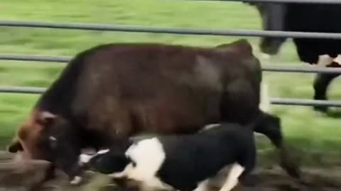 Dog fighting with cow comedy 😂😂🤣🤣 video