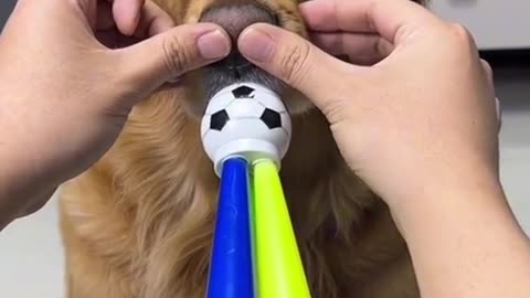 Funny dog