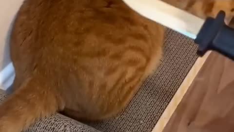 Funniest Videos 2024 😂 Funny Cats 🐱 #cute​ #cat​ #short​ #22