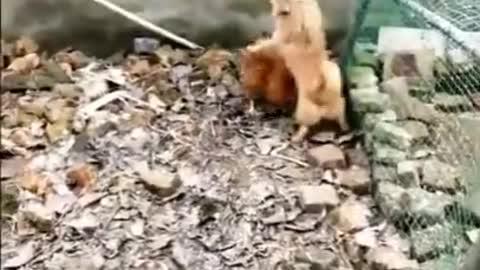 CHICKEN VS DOG