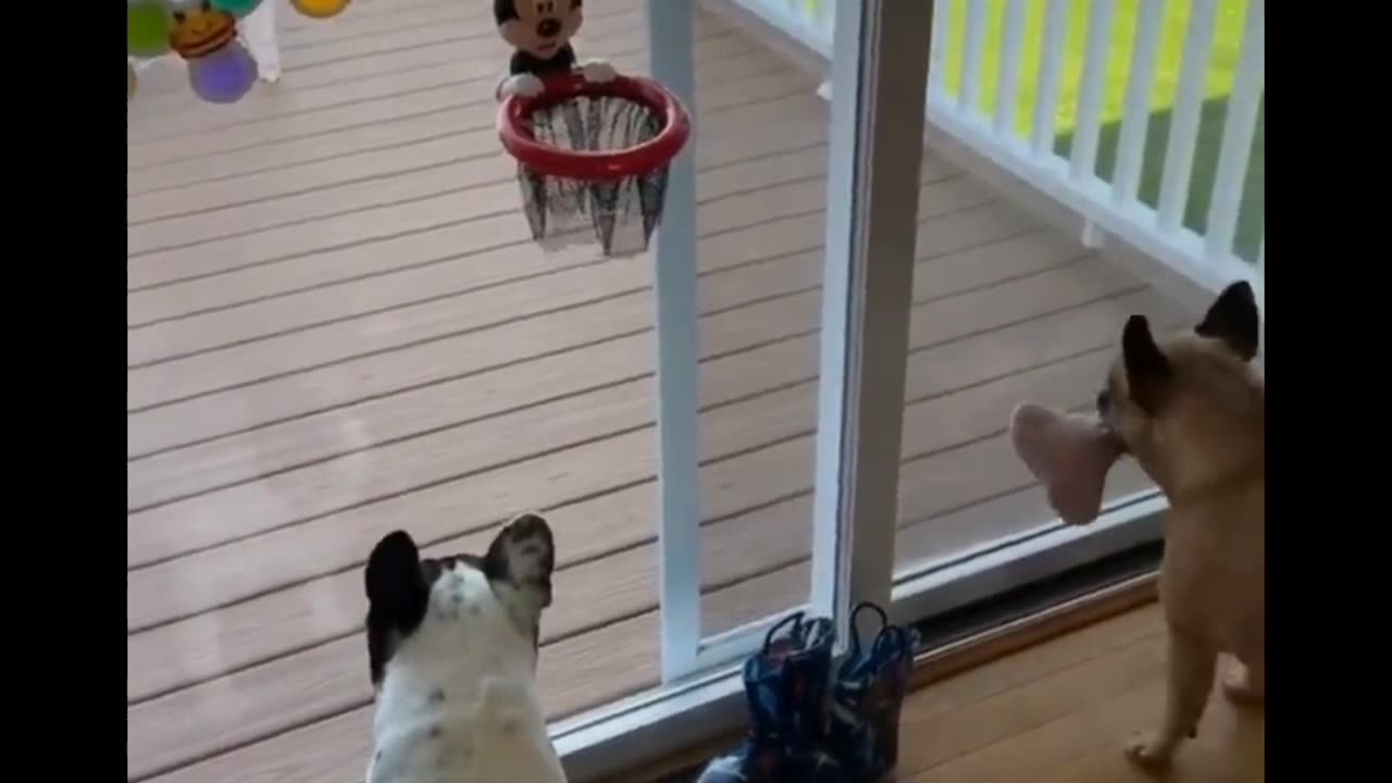 Baby dog 🐕🐶 funny videos 🤣