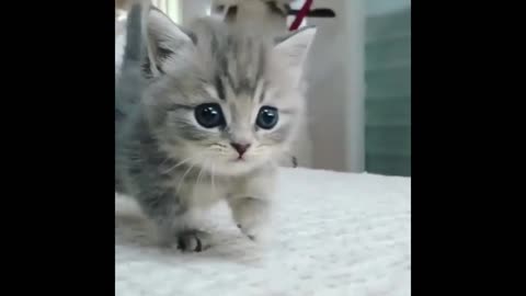 Funny cats compilation video #5