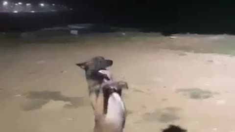 Funny dog video