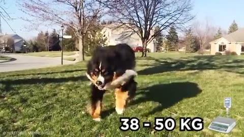 20 Largest Dogs in the World