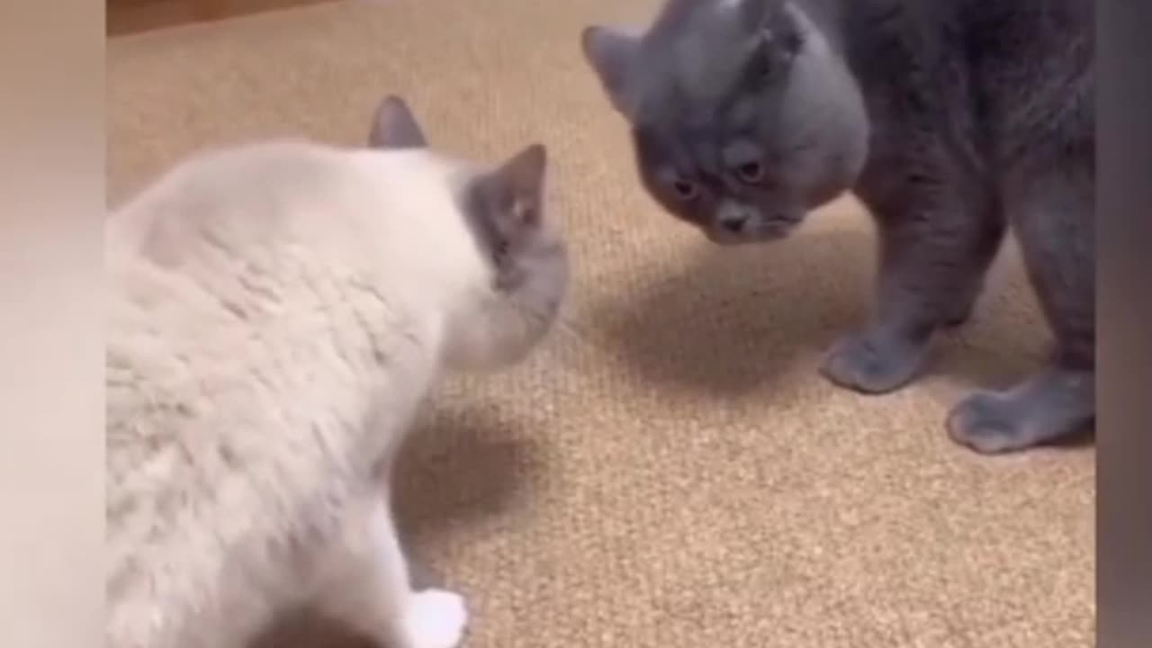 Gog &cat best moments 😭😂 funny video #77##