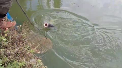 Awesome Fishing Videos