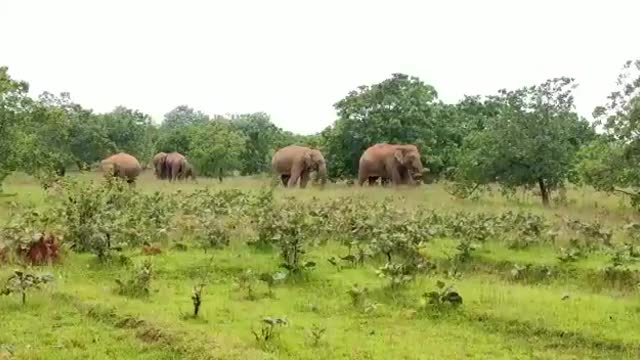 Elephant Orchestra