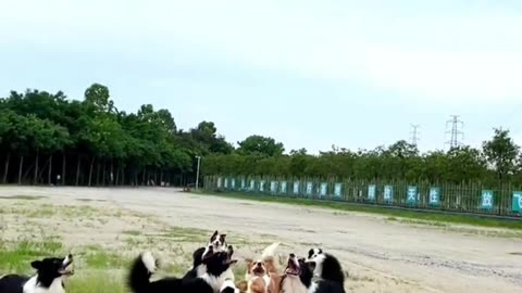 Dog Lovers