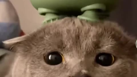 KotNk