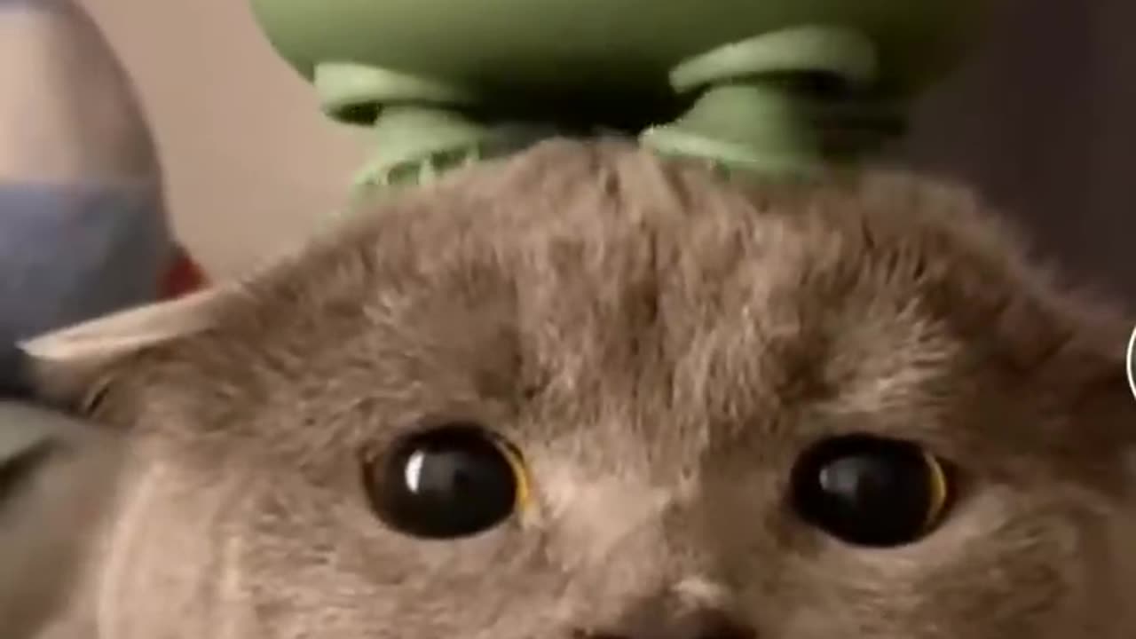 KotNk