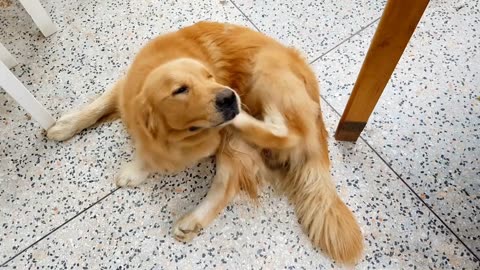 Golden Retriever Tricks for Kids to Teach