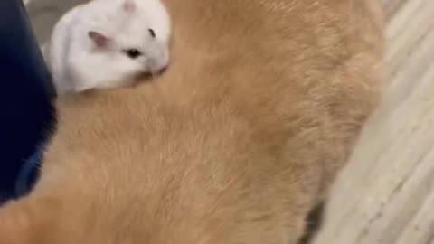 Cute cats