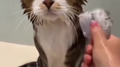 How to bathe a cat