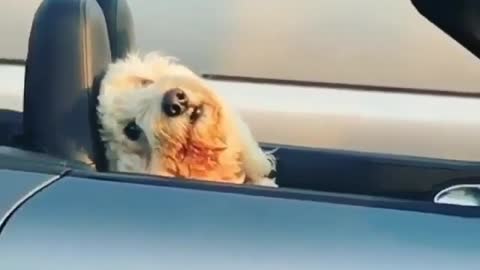A dog that can drive.