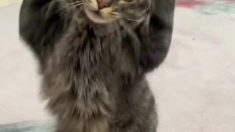 Cute animals /funny cats