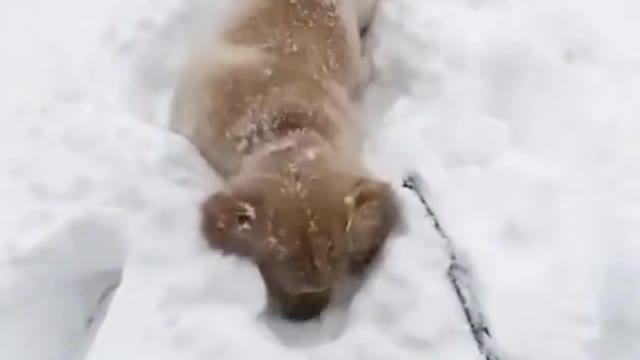 ❄️