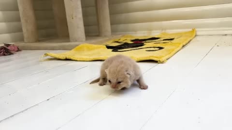 mom love beby and carries kitten