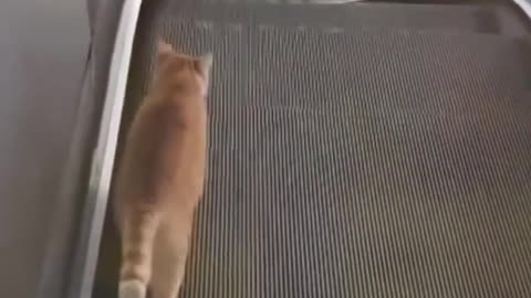 FUNNY ANIMAL VIDEOS 2024