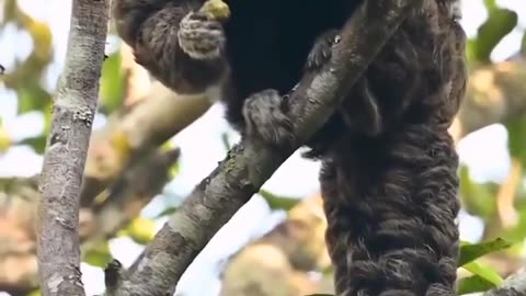 Godzilla strange creature Real