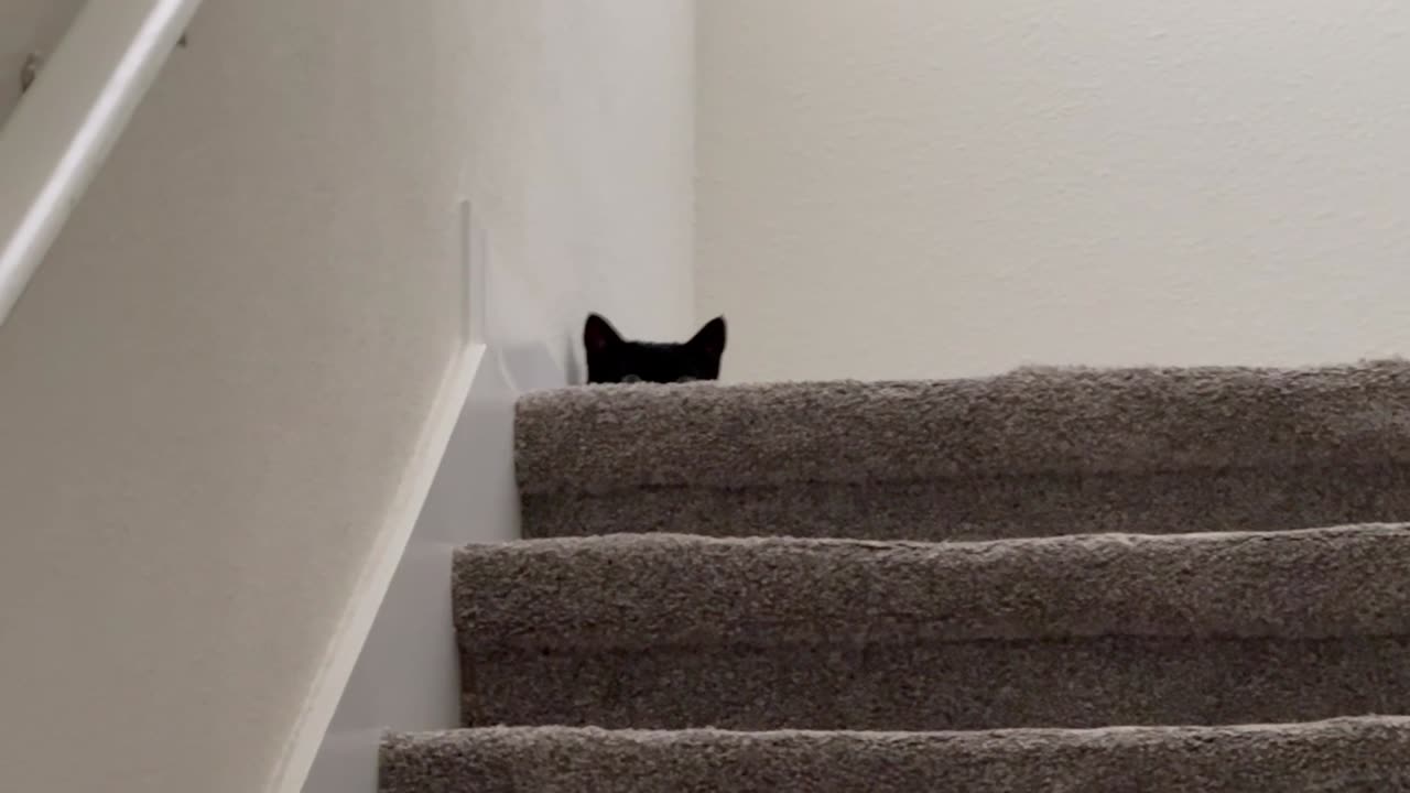 Adopting a Cat from a Shelter Vlog - Cute Precious Piper Watches