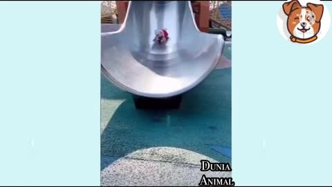 Funny and Smart Dog Videos Group | Animal World 🐶 #4
